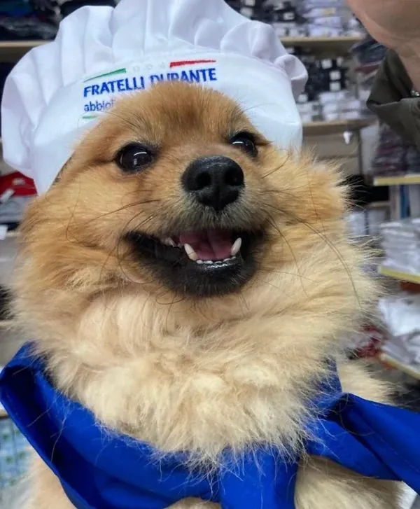 Cane con cappello da cuoco Fratelli Durante